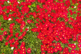 100 Gelato Bright RED ICE PLANT Mesembryanthemum Daisy Livingstone Flower Seeds