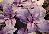 500 DARK OPAL BASIL (Purple Ruffles) Ocimum Basilicum Herb Flower Seeds