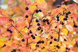 30 PURPLE CHOKEBERRY Aronia Prunifolia White Flower Fruit Shrub Seeds