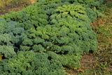 2500 VATES Blue CURLED KALE / Dwarf Blue Curled Scotch Kale Brassica Oleracea Vegetable Seeds
