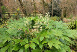 10 JAPANESE FATSI Shrub Flower Paperplant Fatsia Aralia Japonica Seeds