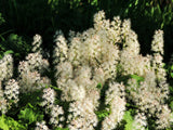 20 SUGAR SCOOP FOAMFLOWER White Tiarella Trifoliata Laceflower Flower Seeds