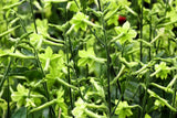 100 LIME GREEN NICOTIANA Alata Flowering Tobacco Seeds