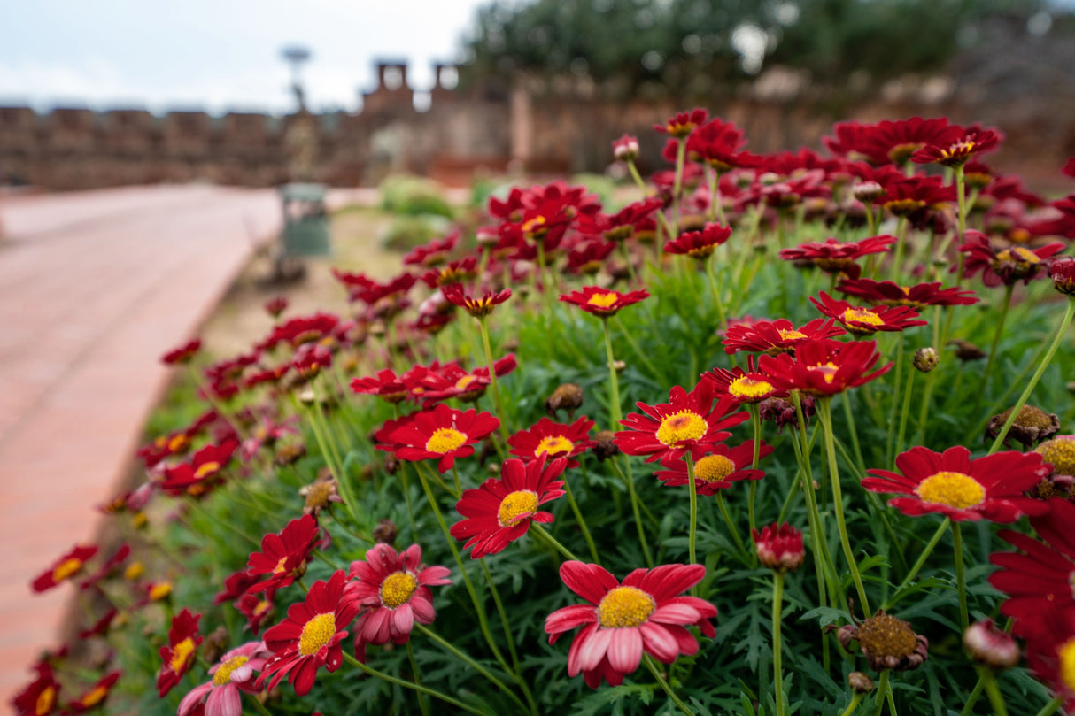 100 RED ROBINSONS DAISY Painted Chrysanthemum Coccineum Pyrethrum Flower Seeds