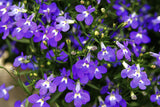 200 Lavender & White MRS CLIBRAN LOBELIA Erinus Flower Seeds