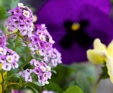 500 Sweet ALYSSUM ROYAL CARPET Lobularia Maritima Violet Blue Flower Seeds