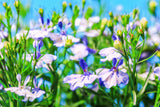 200 BLUE SPLASH LOBELIA Regatta Blue & White Erinus Flower Seeds