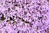 50 ALPINE PENSTEMON Davidsonii Davidson's Beardtongue Purple Flower Seeds