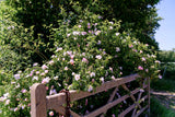 50 Thornless Pink DOG BRIER ROSE Bush Rosa Canina Inermis Victory Garden Fragrant Flower Seeds