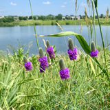700 PURPLE PRAIRIE CLOVER Dalea Purpurea Flower Seeds