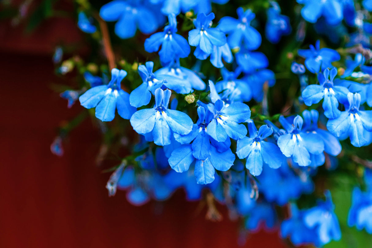 200 SKY BLUE LOBELIA Regatta Lobelia Erinus Flower Seeds