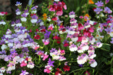 50 CARNIVAL MIX NEMESIA Strumosa Mixed Colors Flower Seeds
