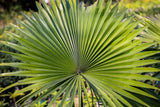 5 GREEN SAW PALMETTO Serenoa Repens American Dwarf Palm Tree Shrub Edible Fruit Sun or Shade Seeds