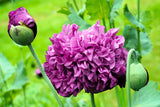 250 Organic PEONY POPPY MIX Papaver Paeoniflorum Mixed Colors Red, White, Pink, Black, Purple, Salmon, Bronze, Lilac, & Bicolor Flower Seeds
