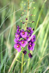 50 VIOLETTA VERBASCUM Phoeniceum Purple Mullein Nectar Flower Seeds