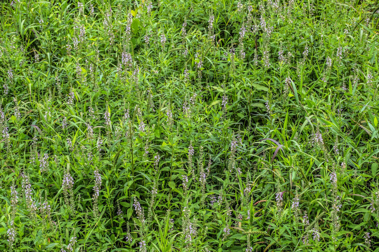 100 CANADIAN GERMANDER American Wood Sage Teucrium Canadense Herb Flower Seeds