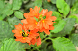 10 ORANGE MARMALADE CROSSANDRA Infundibuliformis Firecracker Flower Houseplant Seeds