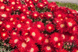 100 Gelato Bright RED ICE PLANT Mesembryanthemum Daisy Livingstone Flower Seeds
