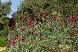 10 BLACK Knight SWEET PEA Lathyrus Odoratus Fragrant Flower Vine Seeds