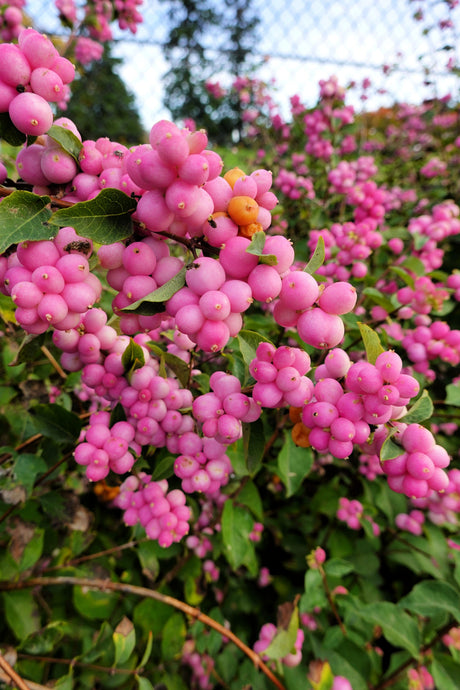25 CORALBERRY Shrub Flower Pink Indian Currant Symphoricarpos Orbiculatus Seeds