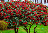 20 SILVER BUFFALOBERRY Shepherdia Argentea Red Fruit Native Bullberry Berry Shrub Seeds