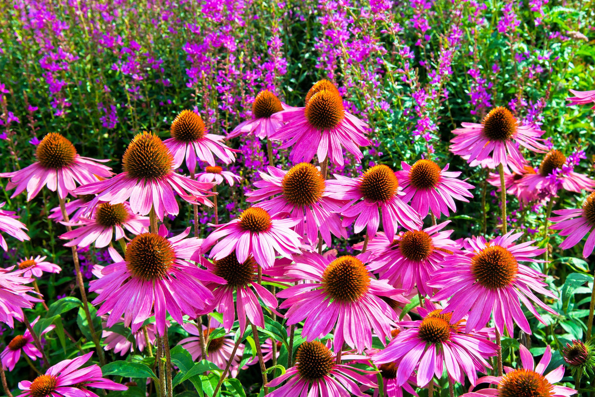 25 BRIGHT STAR CONEFLOWER Echinacea Purpurea Lavender Bright Rose Pink Flower Seeds