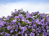50 Mixed Colors ROSE Of SHARON HIBISCUS Syriacus Flower Tree Bush Seeds Mix