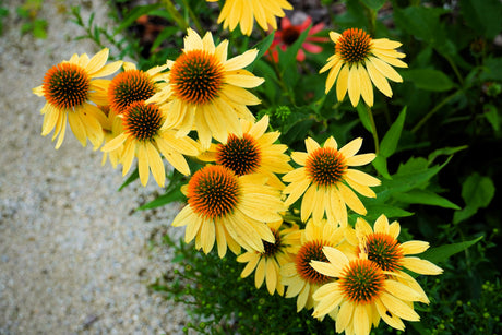 50 OZARK GOLD CONEFLOWER Echinacea Paradoxa Yellow Bush's Coneflower Flower Seeds
