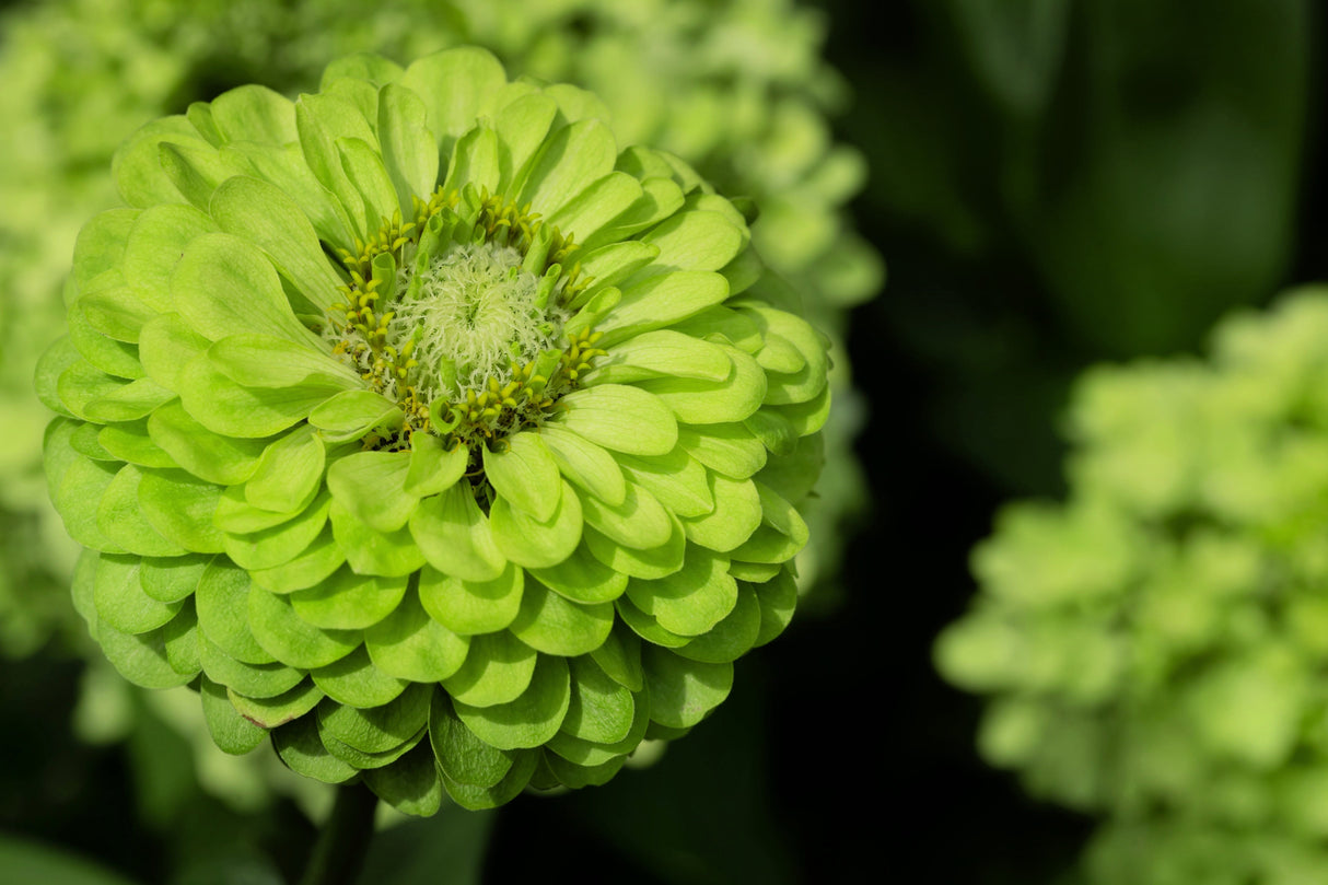 250 GREEN ENVY ZINNIA Elegans Heirloom Chartreuse Double Flower Seeds