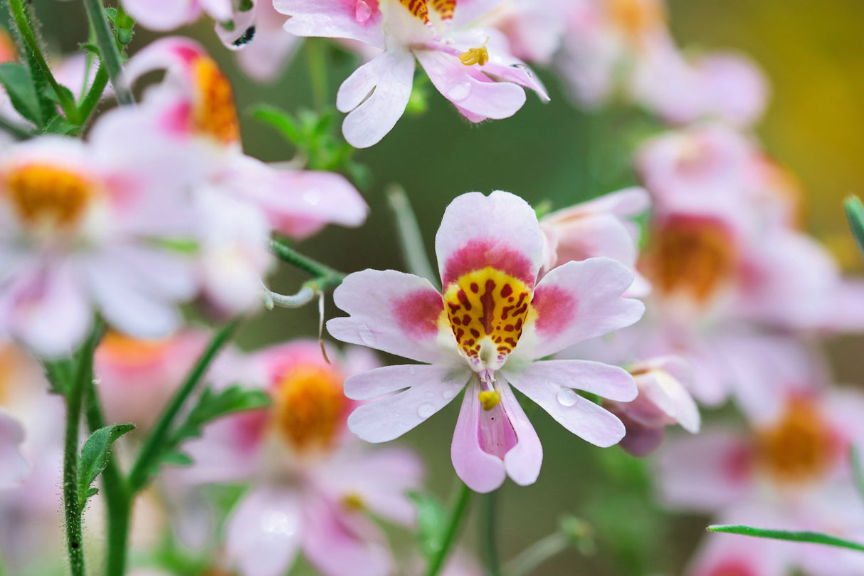 200 Mixed Colors BUTTERFLY ORCHID (Poor Mans Orchid / Angel Wings) Schizanthus Wisetonensis Flower Seeds