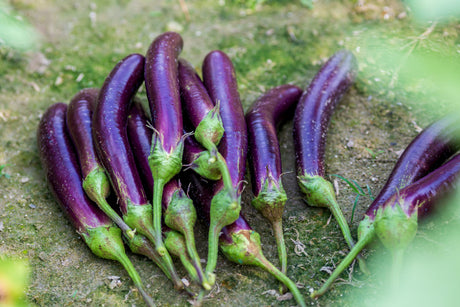 1000 LONG PURPLE EGGPLANT Solanum Melongena Esculentum Vegetable Seeds
