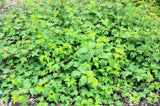 50 PACIFIC NINEBARK Physocarpus Capitatus Western Ninebark Native White Pink Red Flower Shrub Seeds