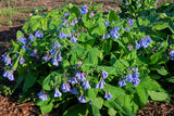 25 VIRGINIA BLUEBELLS True Blue & Pink Mertensia Virginica Flower Seeds