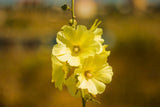 25 YELLOW HOLLYHOCK Alcea Rosea Flower Seeds Perennial