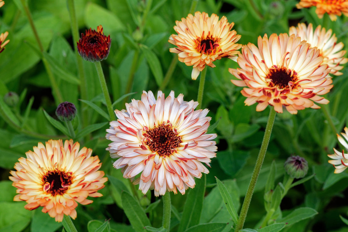 20 ZEOLIGHTS CALENDULA Officinalis MARIGOLD Flower Seeds Zeolight Coral Peach Apricot Pink
