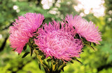 30 ROSE Pink NEEDLE ASTER Callistephus Chinensis Unicom Flower Seeds