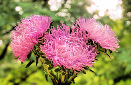 30 ROSE Pink NEEDLE ASTER Callistephus Chinensis Unicom Flower Seeds