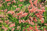 50 Pacific Mix STATICE (Sea Lavender) Mixed Colors  Limonium Sinuatum Flower Seeds