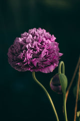 500 LILAC Pompom PEONY POPPY Papaver Laciniatum Purple Pompon Flower Seeds