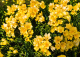 5 ROYAL CHAMPION Mix FREESIA Mixed Colors Pink Blue Purple Yellow Red Orange Flower Seeds