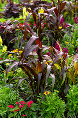 25 RED JEWEL MILLET Setaria Italica Ornamental Grass Flower Seeds