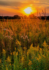 300 Ornamental BIG BLUESTEM GRASS Beardgrass Andropogon Gerardii Seeds
