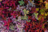 10 Dwarf Mixed Colors POLKA DOT PLANT Red Pink White Rose Splash Select Hypoestes Phyllostachya Flower Houseplant Seeds