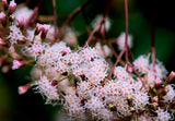 20 NEW JERSEY TEA Hummingbird Flower Ceanothus Americanus White Light Pink Shrub Seeds