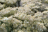100 PEARLY EVERLASTING Anaphalis Margaritacea Fragrant Butterfly Flower Seeds
