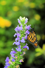 500 GREAT BLUE LOBELIA Lobelia Siphilitica Flower Seeds