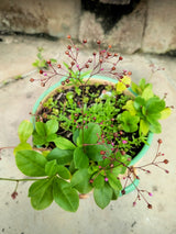150 FAME FLOWER Jewels of Opar Talinum Paniculatum Portulaca Patens Fameflower Vegetable Leaf Seeds