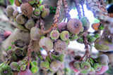 30 COMMON Edible FIG TREE Ficus Carica Purple Brown Skin Pink Flesh Fruit Seeds