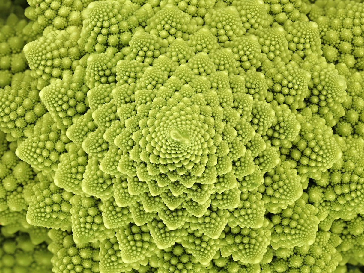 500 ROMANESCO BROCCOLI Broccoflower Roman Cauliflower Pyramid Broccolo Brassica Oleracea Vegetable Seeds