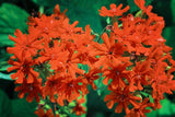 300 MALTESE CROSS Jerusalem Cross Lychnis Chalcedonica Campion Silene Flower Seeds